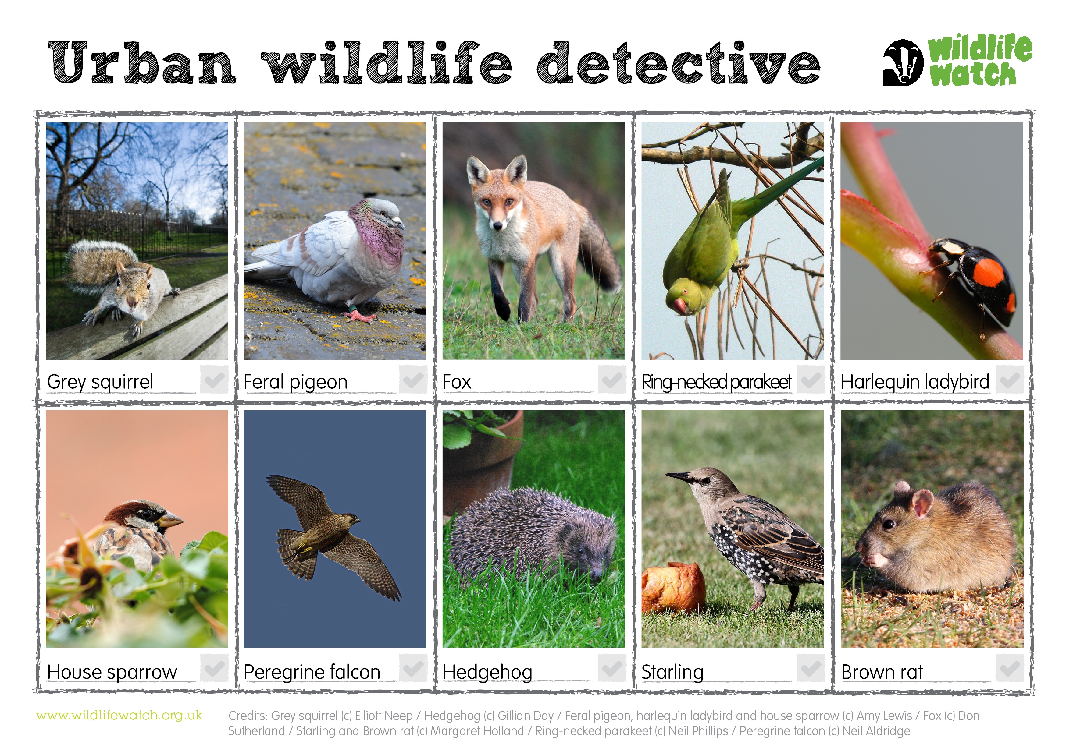 towns-and-gardens-wildlife-watch